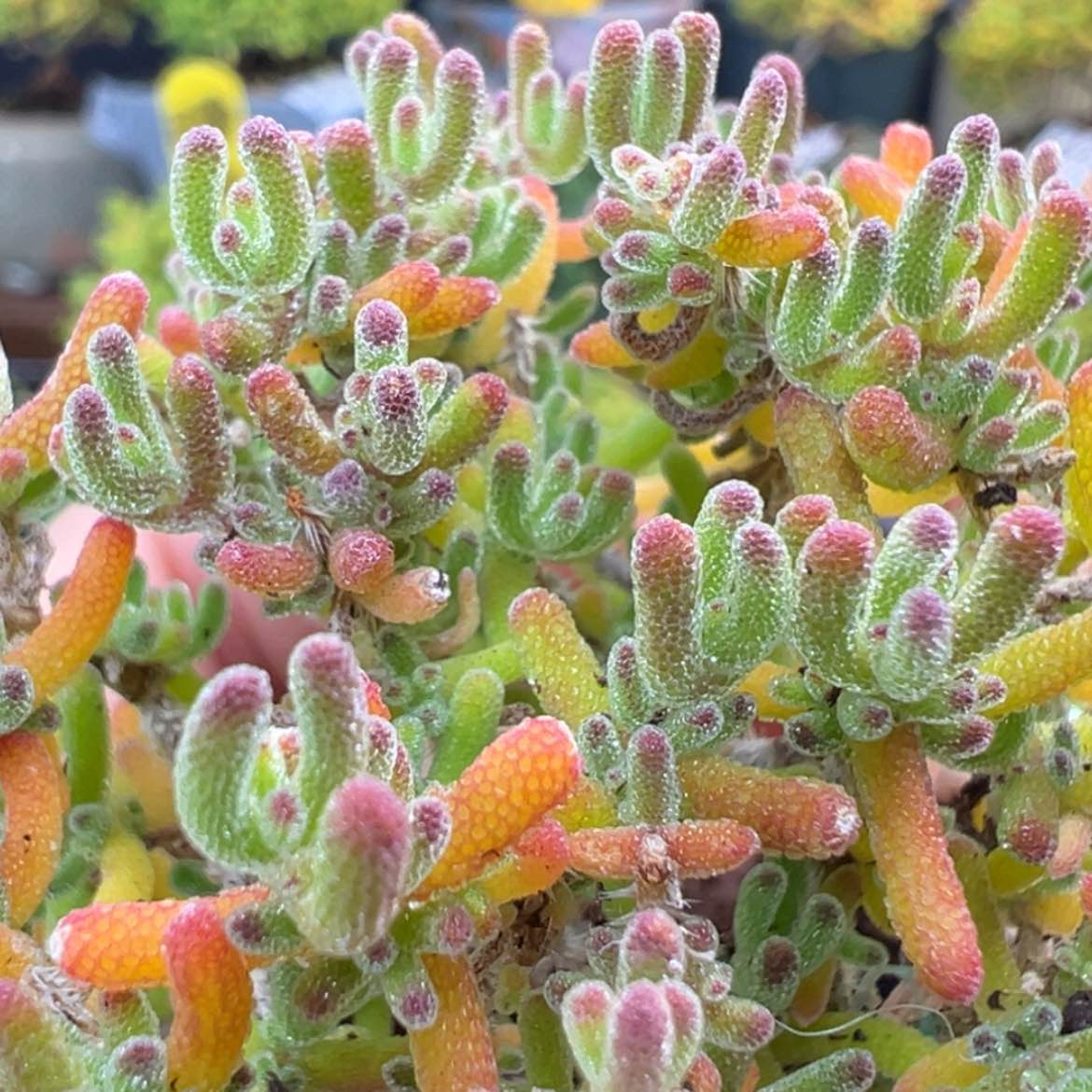 【闪购商品】dy6537小精控冰川冠幅5.5cm