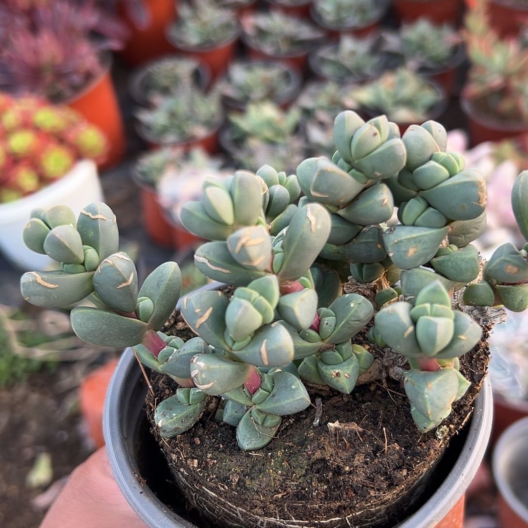 多肉植物多肉植物