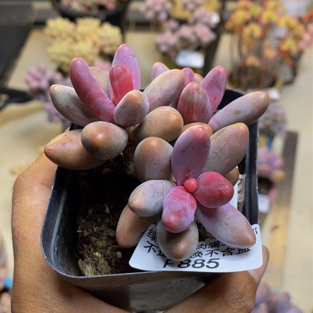 885糖果美人多肉有断枝