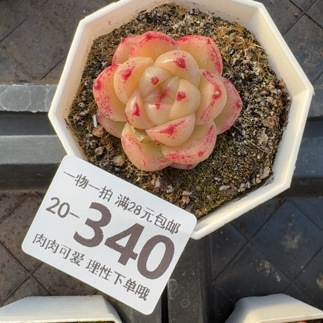 M100无盆土发货无