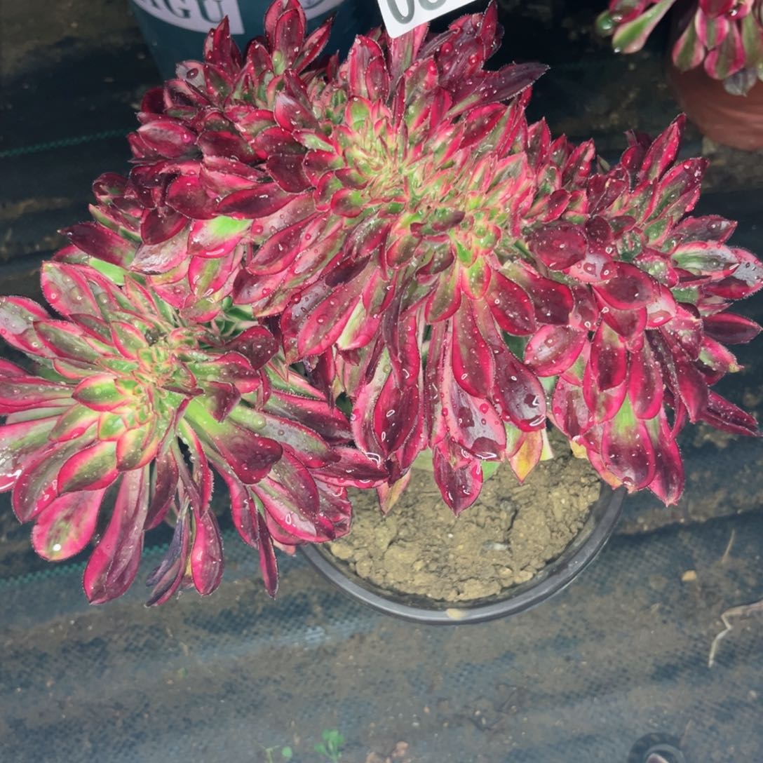 088丽娜缀化多肉植物