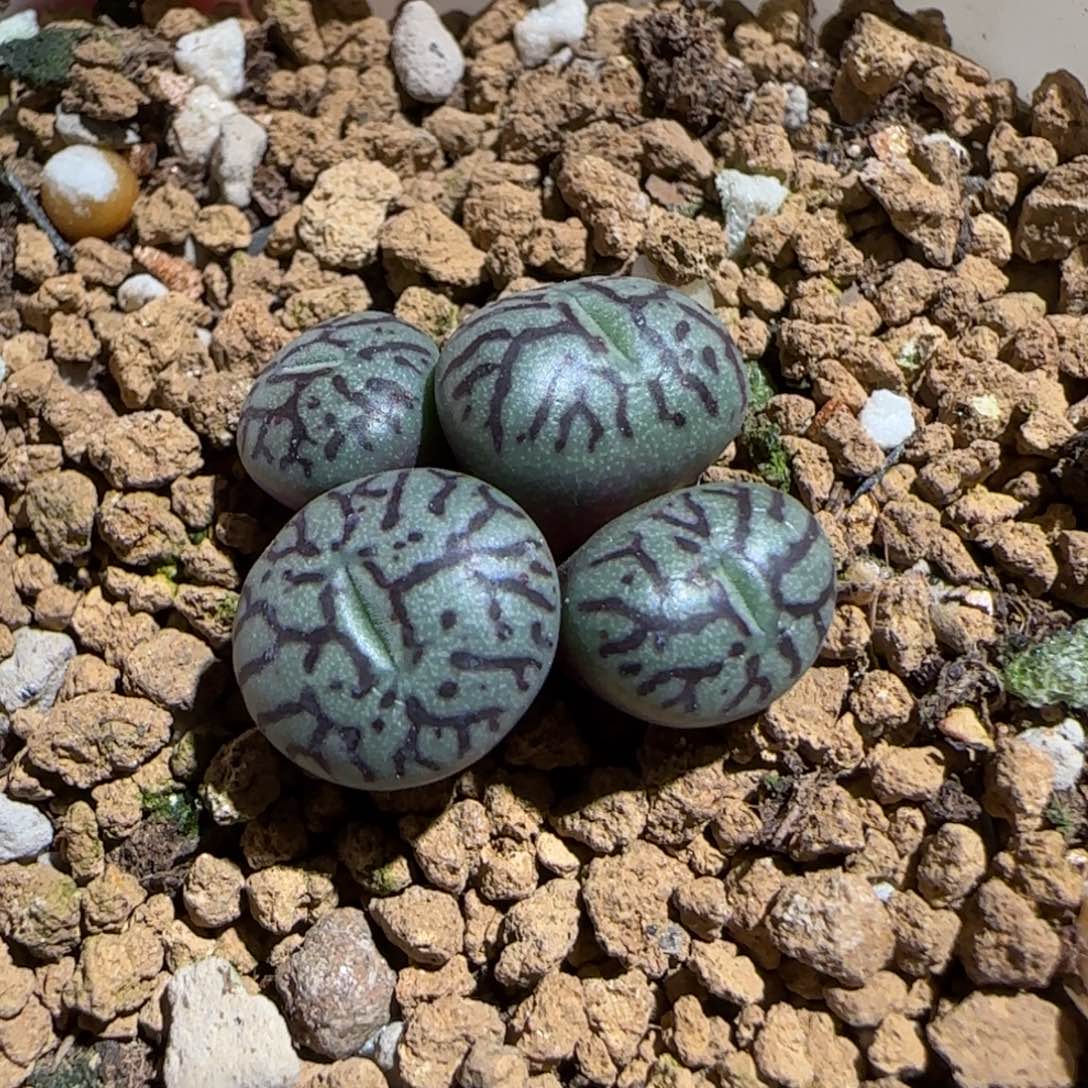 肉锥多肉植物组合-墨257