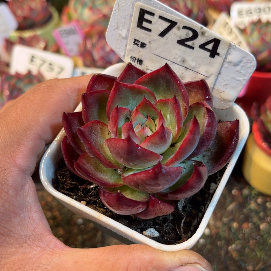 惊鸿一瞥724号多肉