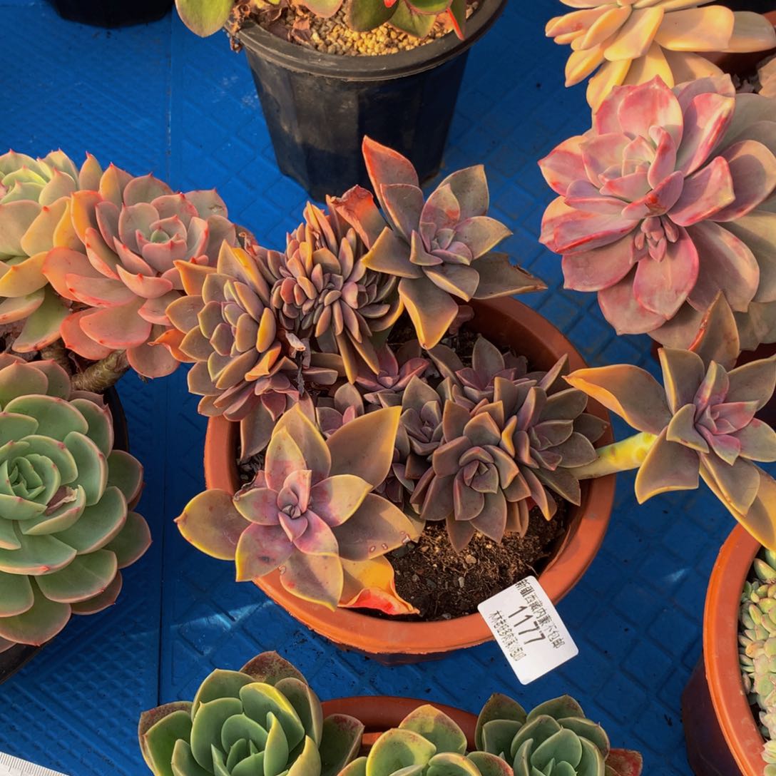 独***®1177太妃糖缀