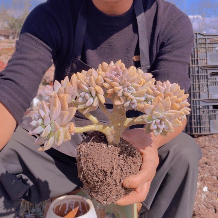 165淡雪缀化一物一拍