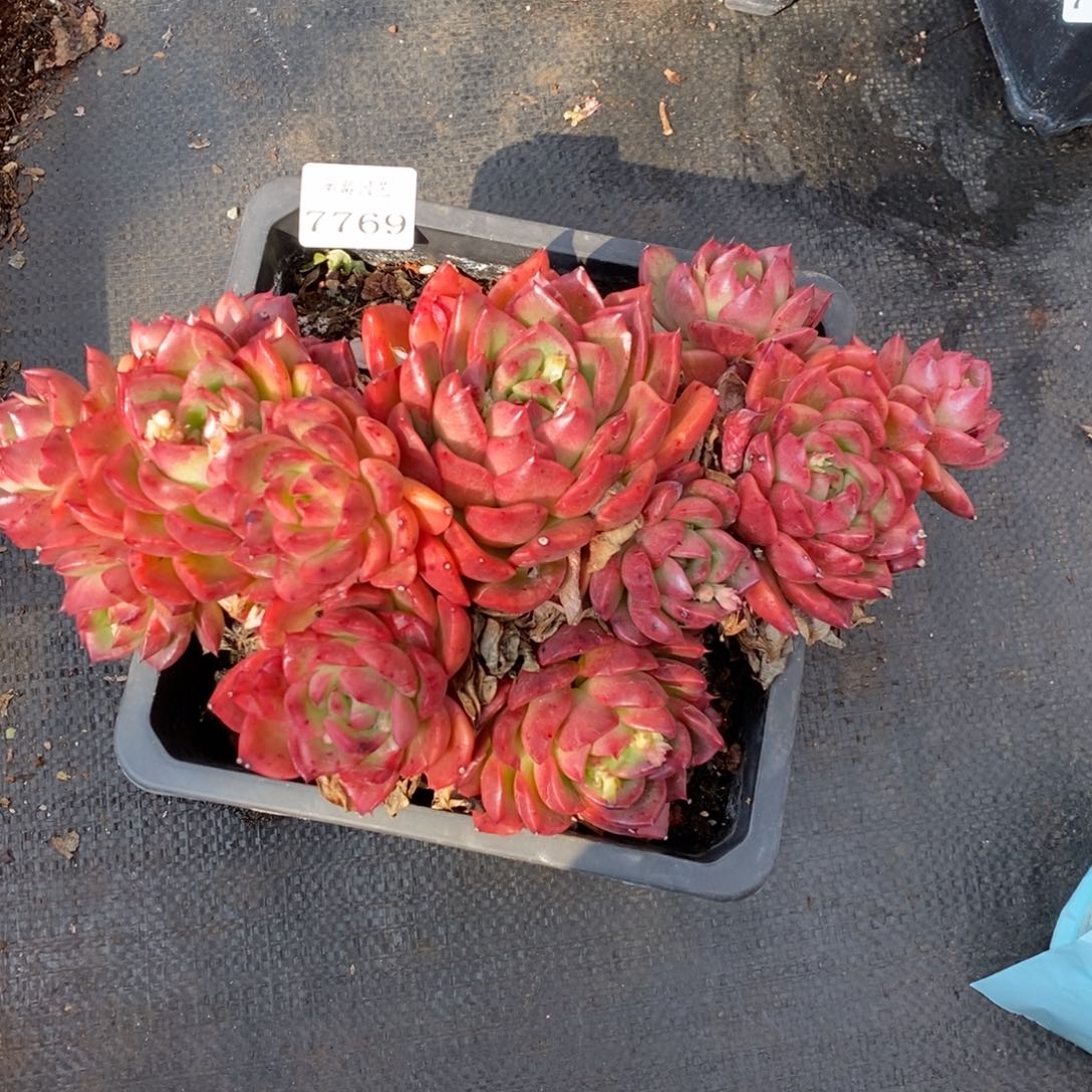 7769杂交多肉老桩基地