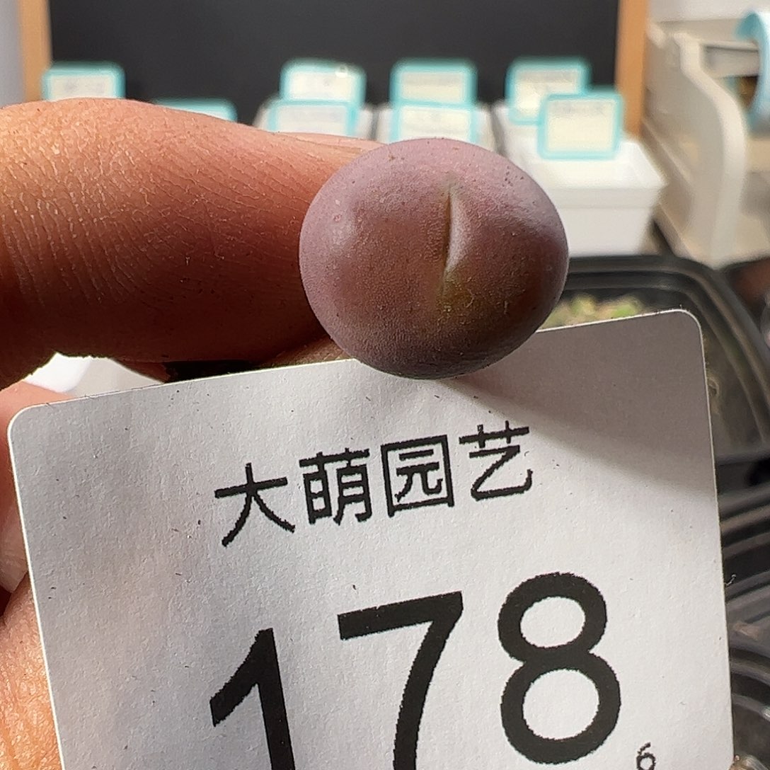 0000178 一物一拍……