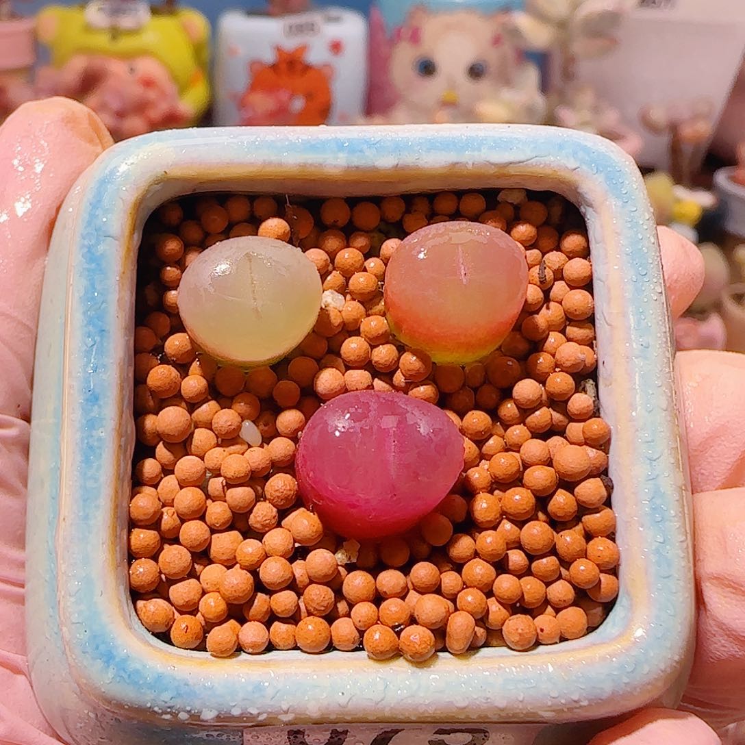 T蟠桃拼盘带盆土盆口4cm