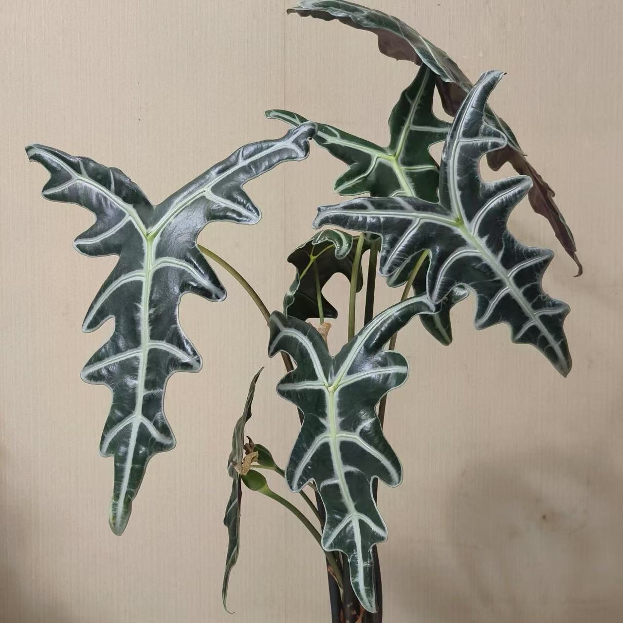 【诺比鱼骨海芋】（一盆两颗！！）原盆原土室内高端好养观叶绿植