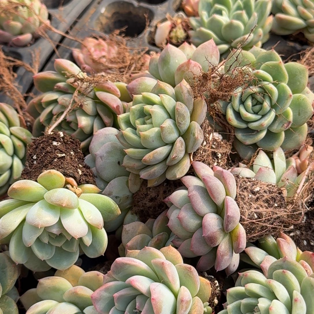 31-59侧门右五美尼体绿菜二十颗量拍