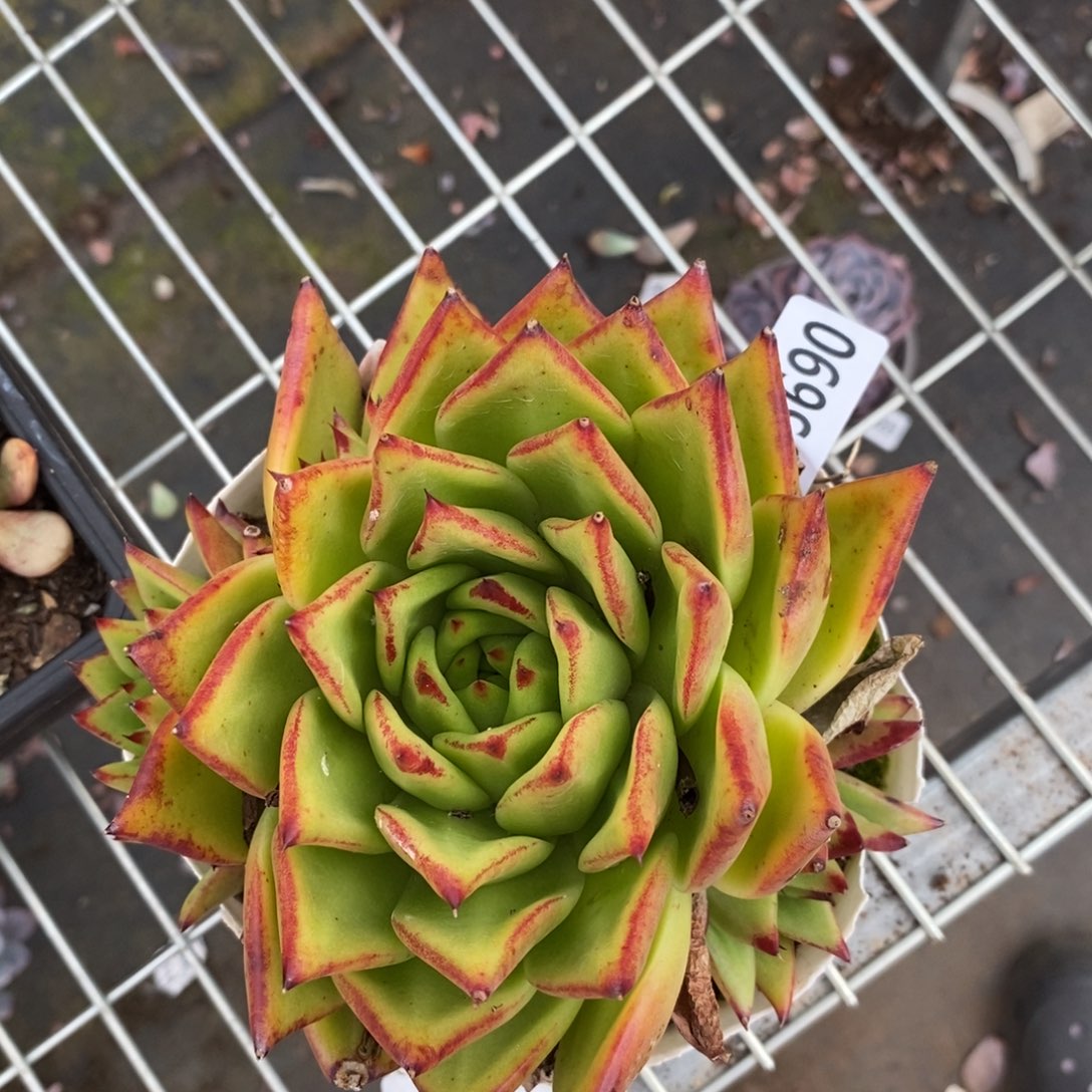 5690乌木一物一拍