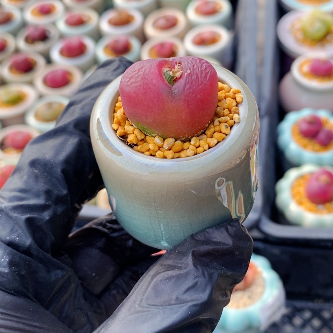 5595--一物一拍 带盆