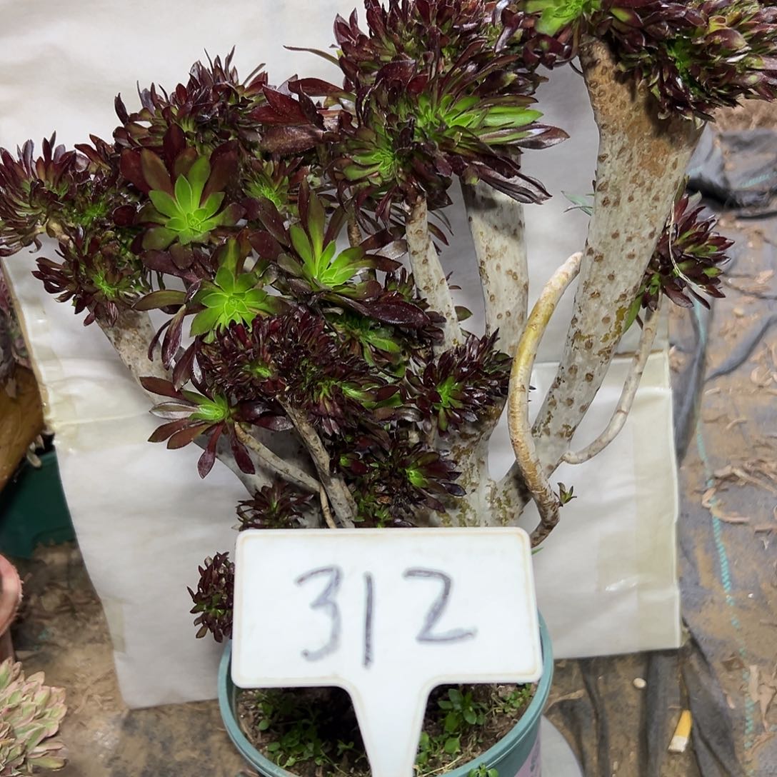 多肉植物黑法师缀花312