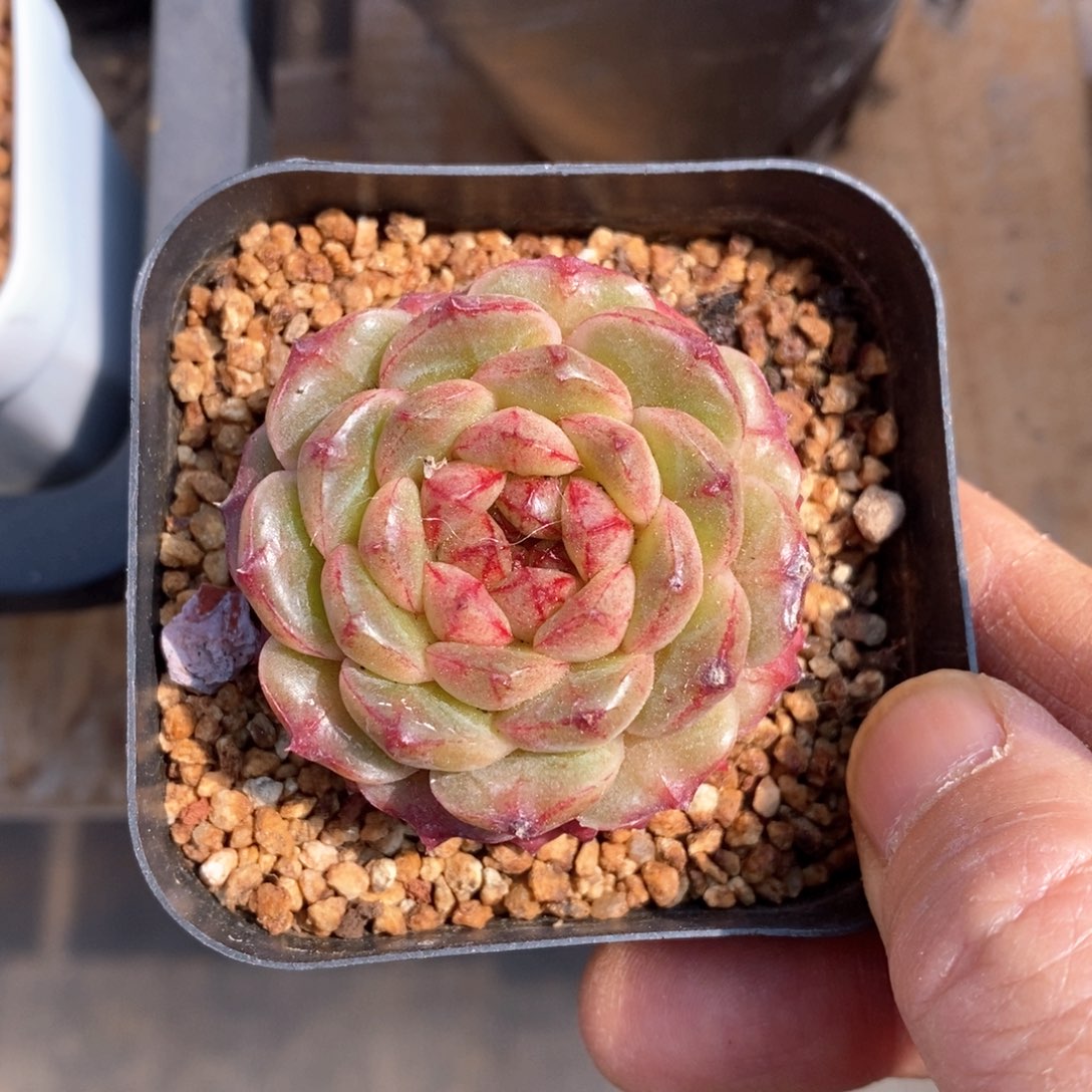 精品多肉一物一拍不包整615