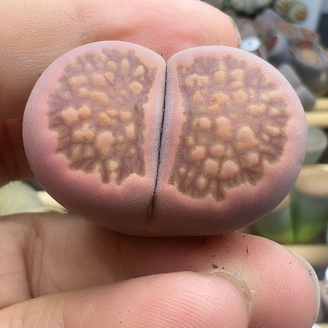281粉菊福利11111111111