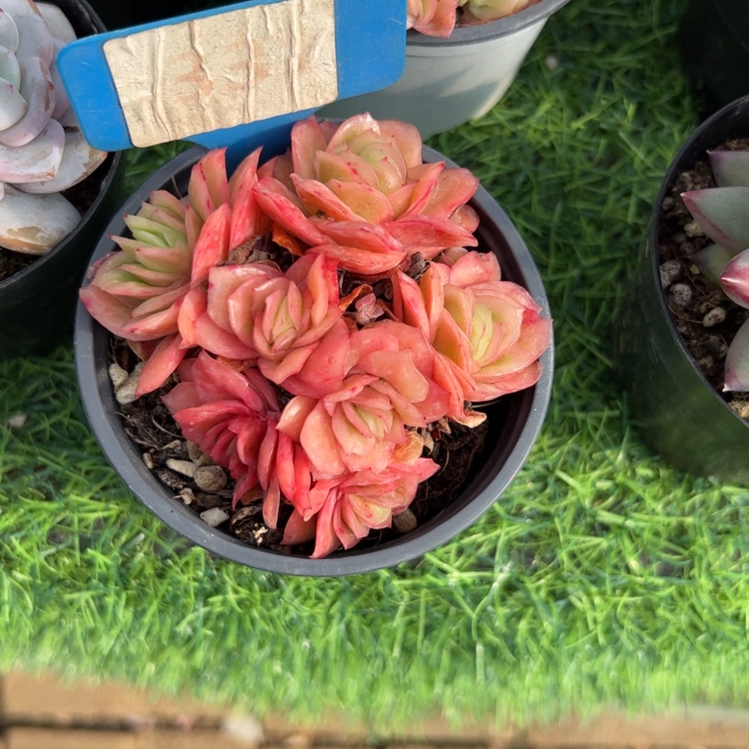 冰玫瑰锦多肉植物