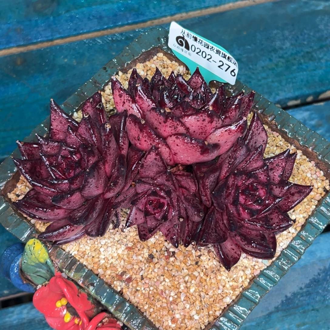 多肉一物一拍0202-276