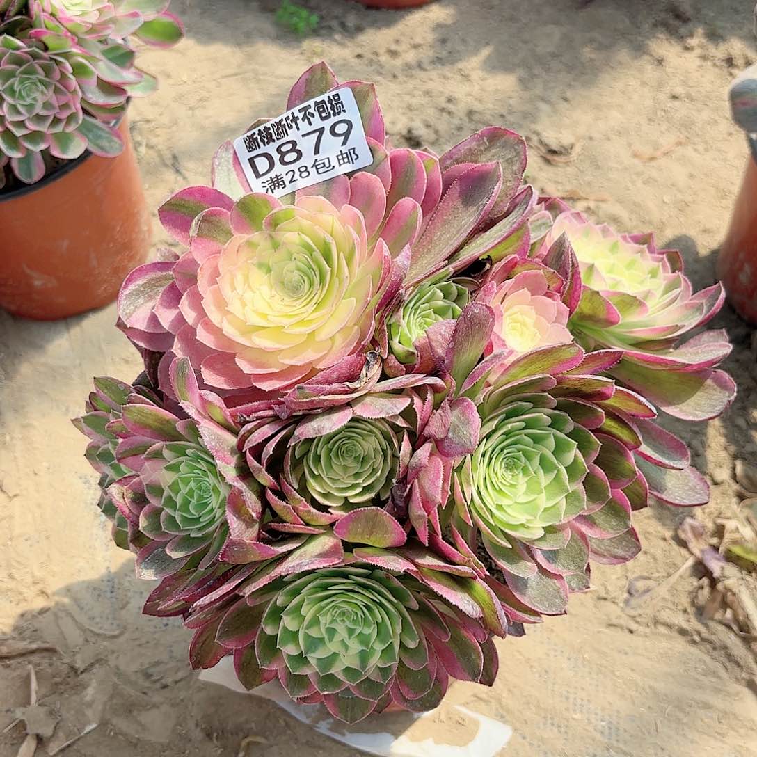 O. 879海王多肉1111