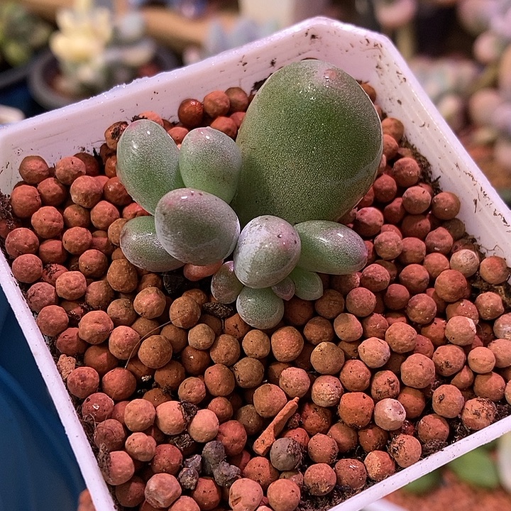 米可奶酪锦基因多肉植物