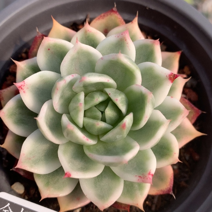 东云锦多肉植物的