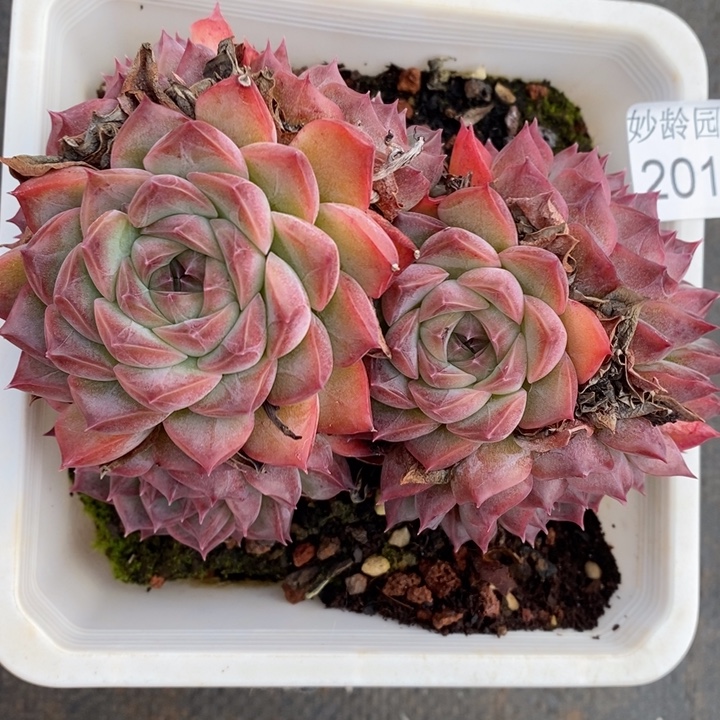 2016杂交老桩基地～12厘米