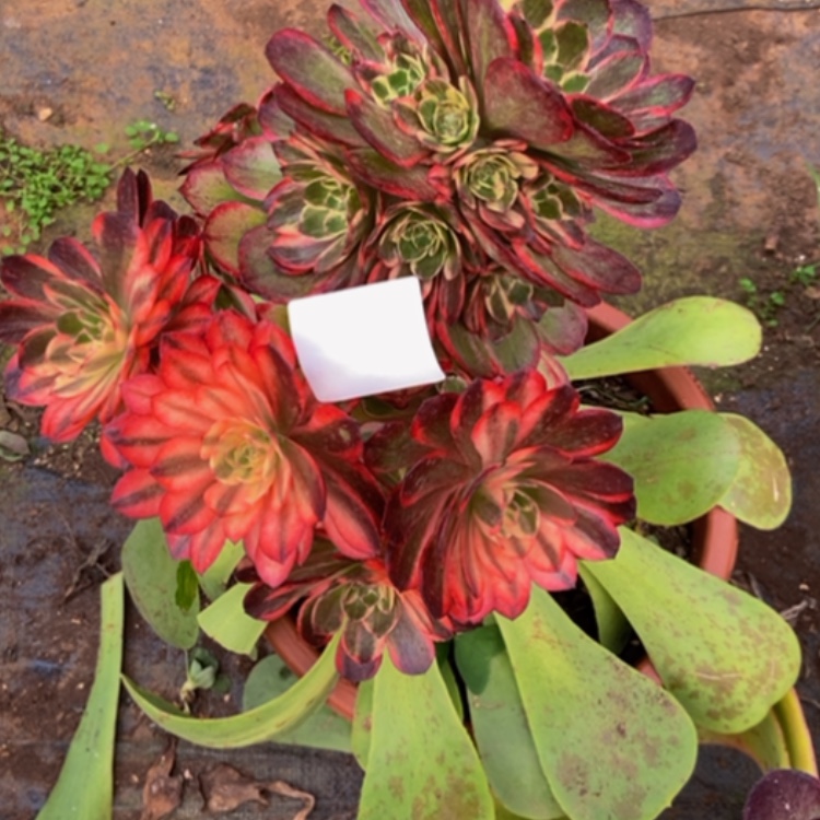 【闪购商品】拉****3黑魔无标多肉