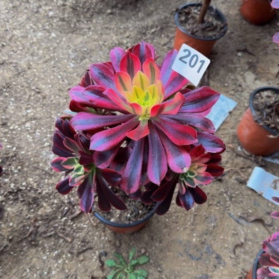 凤冠3号棚201多肉植物