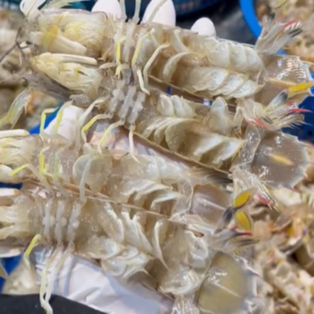 【皮皮虾】东海野生皮皮虾 虾蛄 富贵虾 虾爬子蒸熟发货 顺丰包邮！