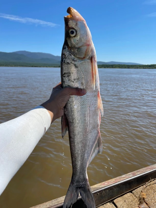 （京东包邮）乌苏里江野生大白鱼-翘嘴鱼-2-4条装到手7-8斤