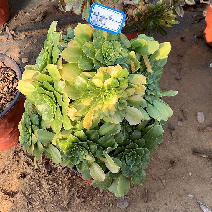 五彩硫离多肉805