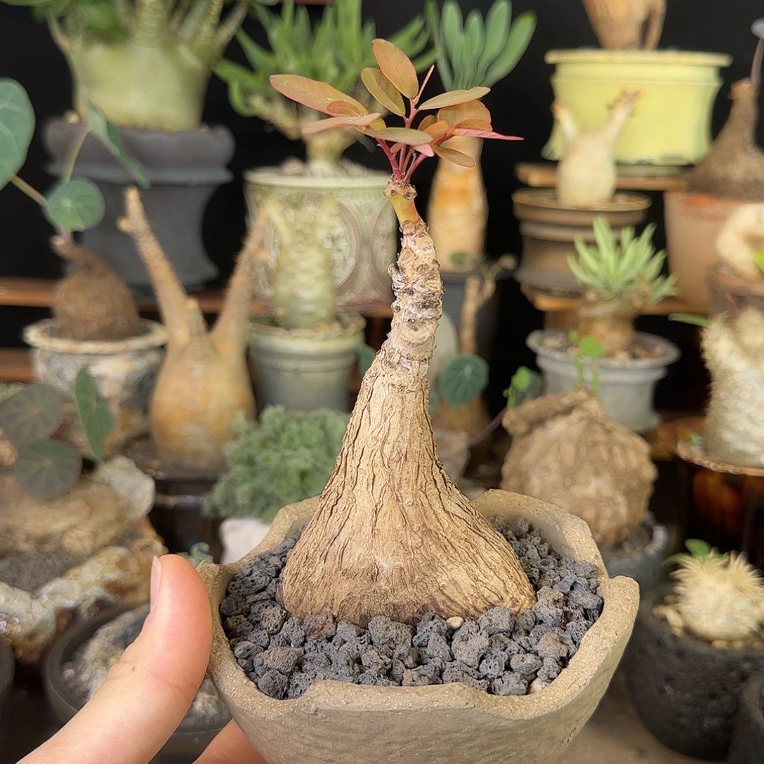 一物一拍老家奇异油柑220