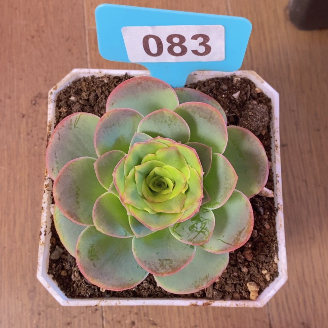 天使之翼083 1月会员已领