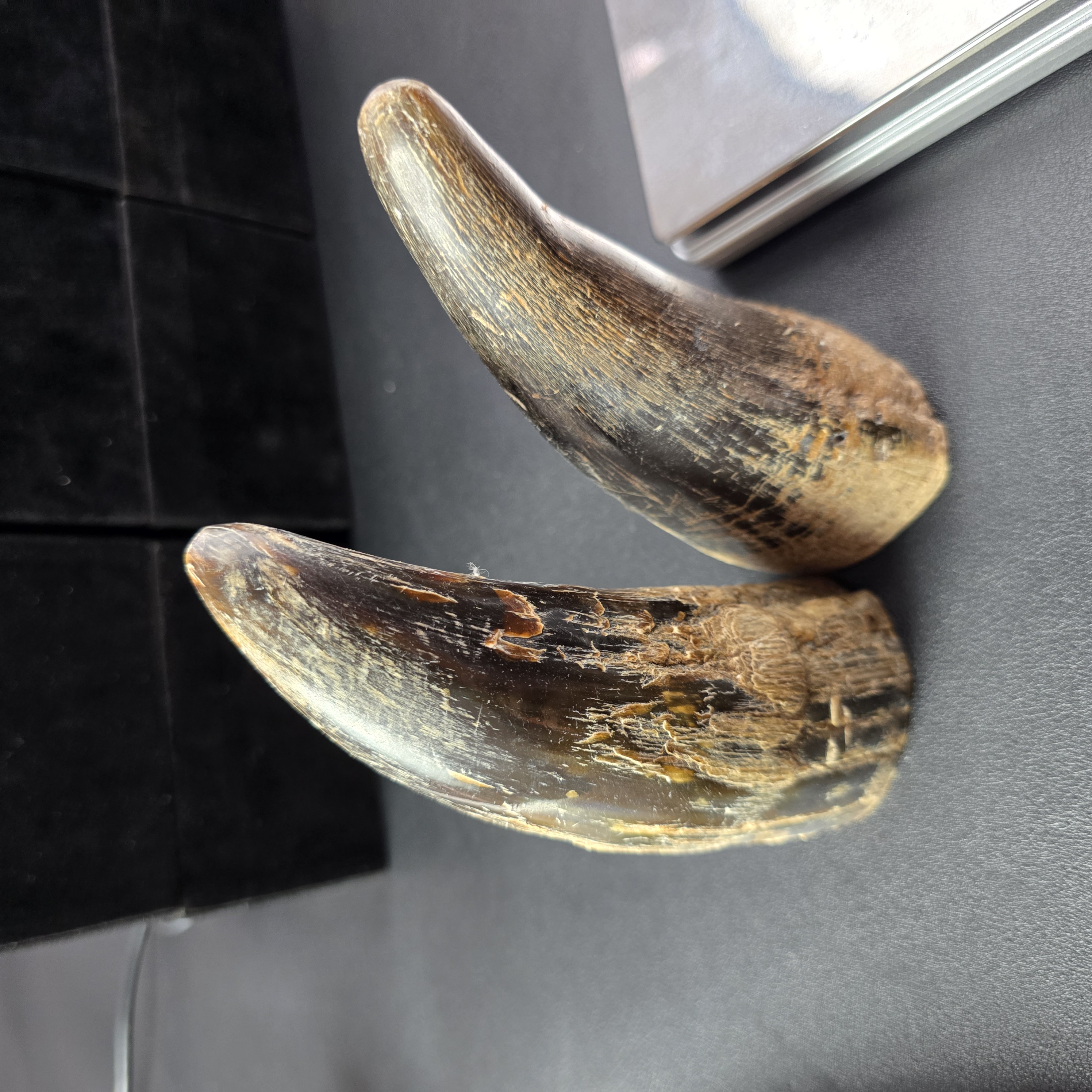 大洋 临时链接 一物一拍 牛角摆件 个人收藏