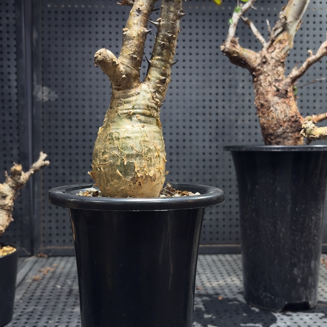 麻风树36669999999999966