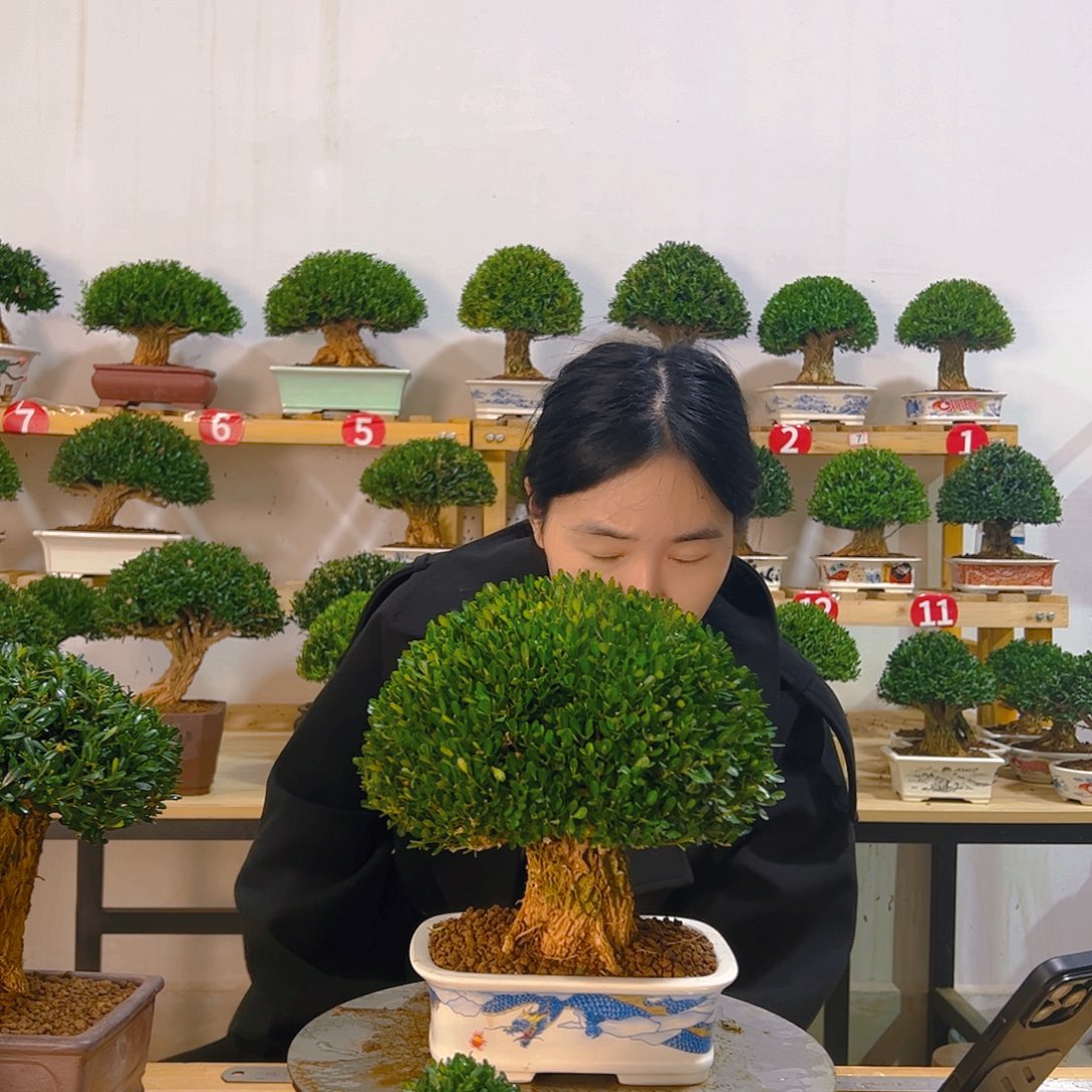 无花朵白****嘎雀舌黄杨一树一拍