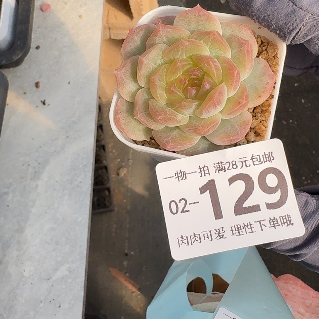 无尽灯无盆土发货无