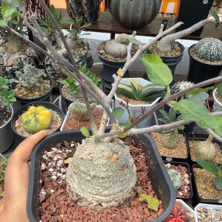 火星人678 仙人球