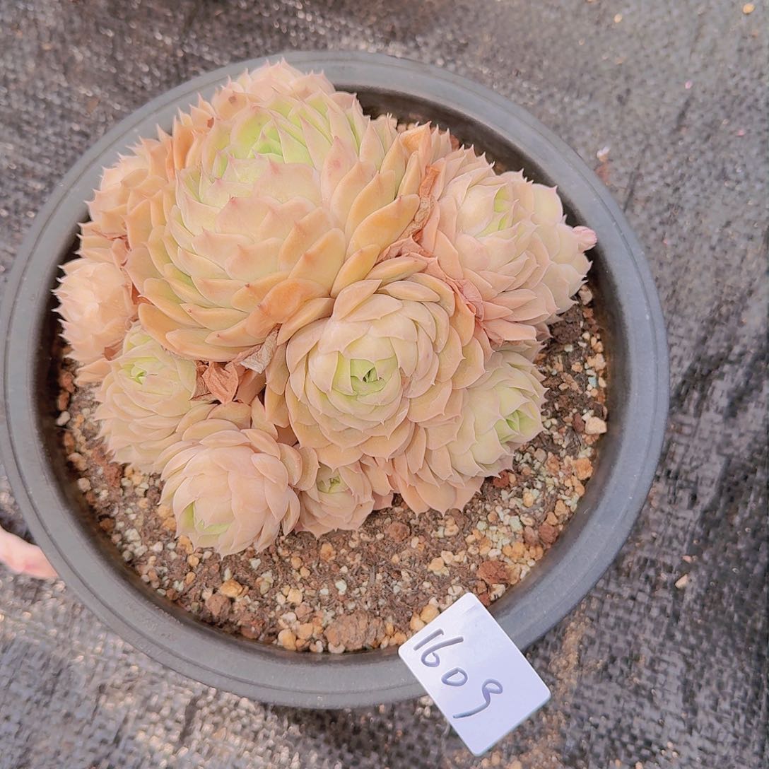 虹1609昂斯诺多肉