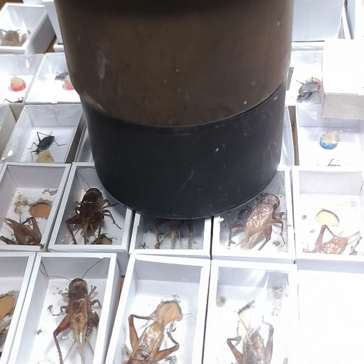 蛋*卷缎青三条包邮