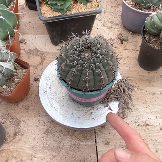 瑞***朴一个黑刺凤头仙人球