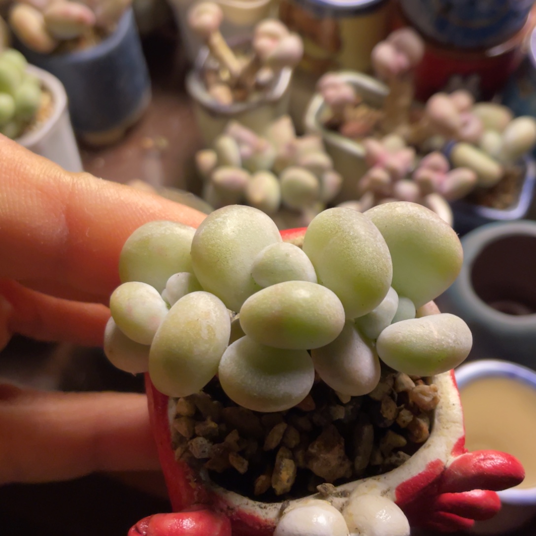 油煎奶群一体精品