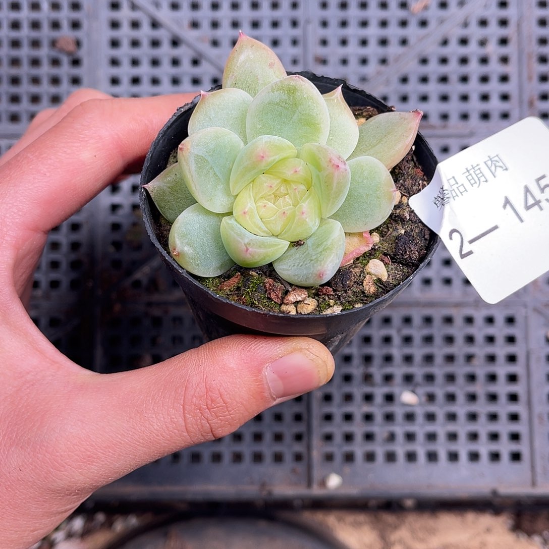 多肉一物一拍2-145