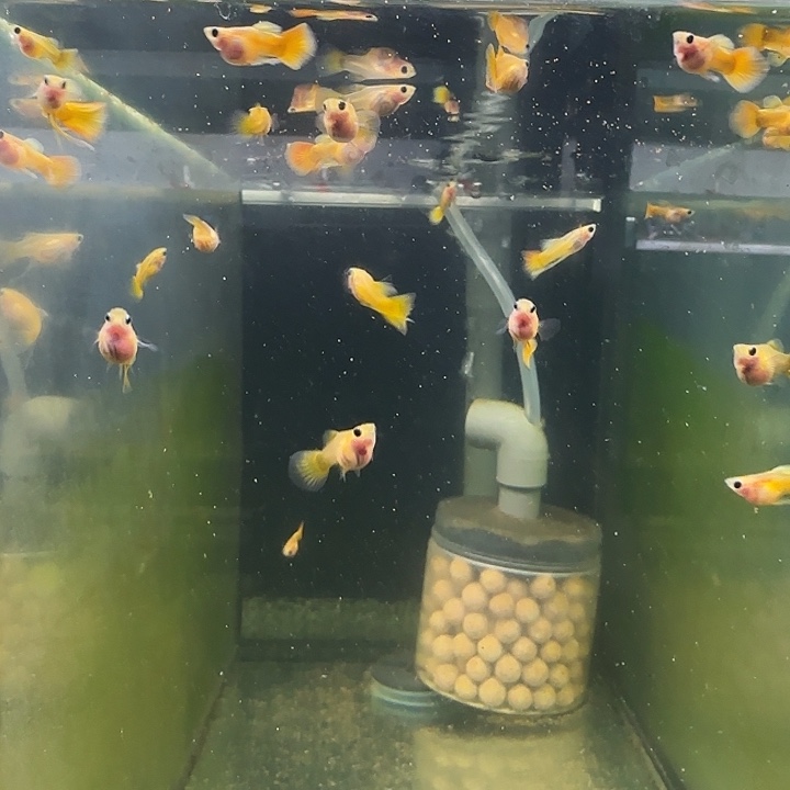 孔雀鱼皇家落日球两对送一母一厂公