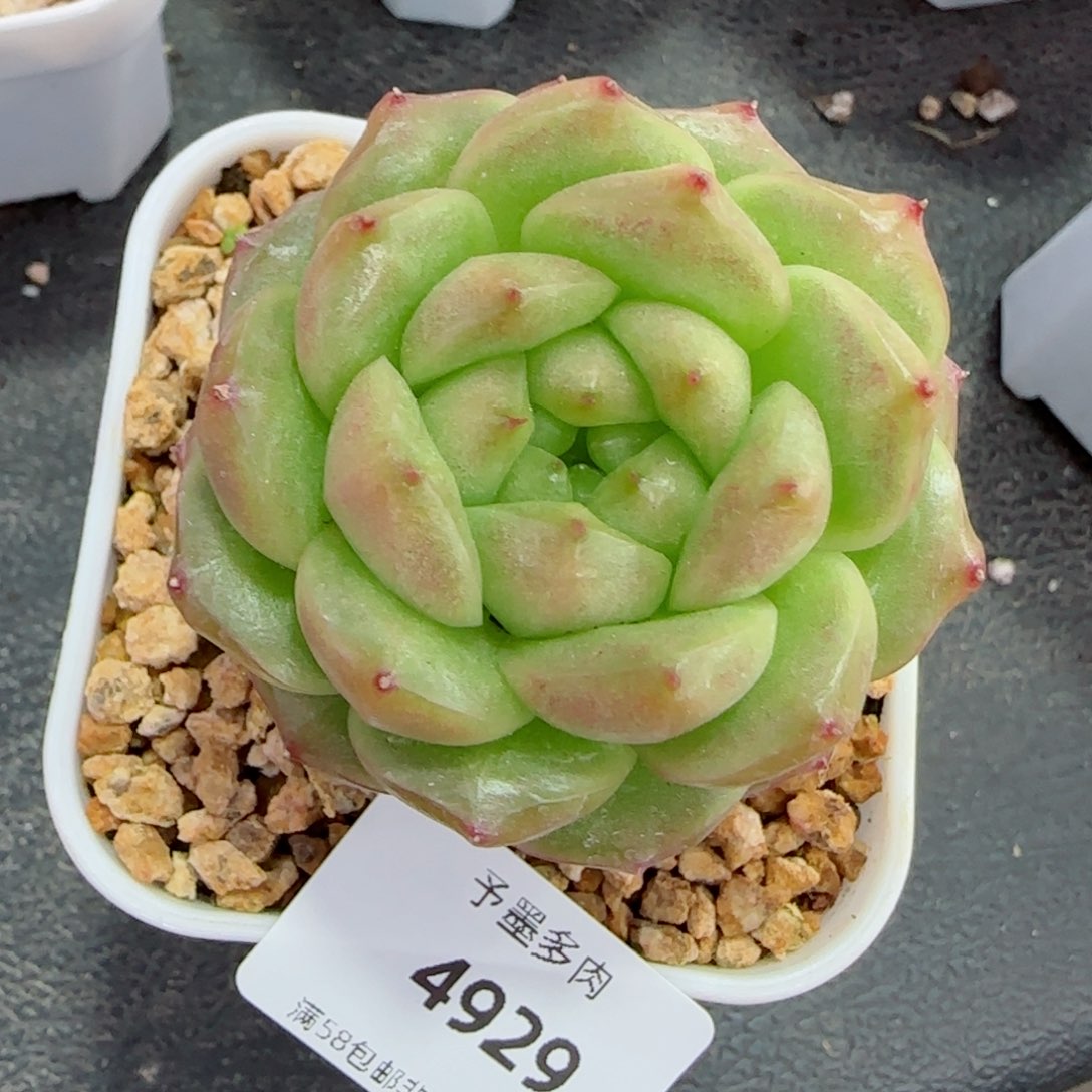 灯泡珍妮，4929多肉植物