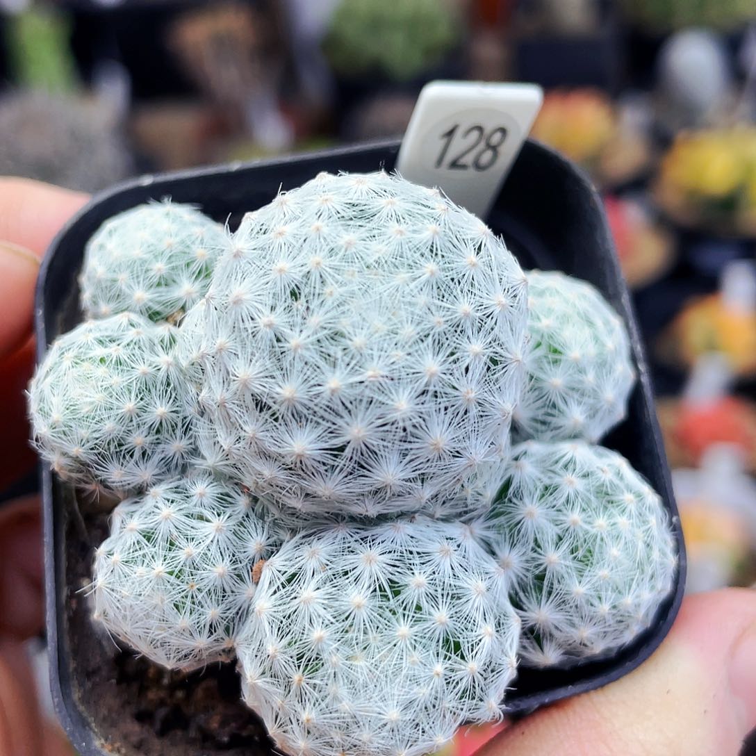 非偏远地区满25包邮仙人球