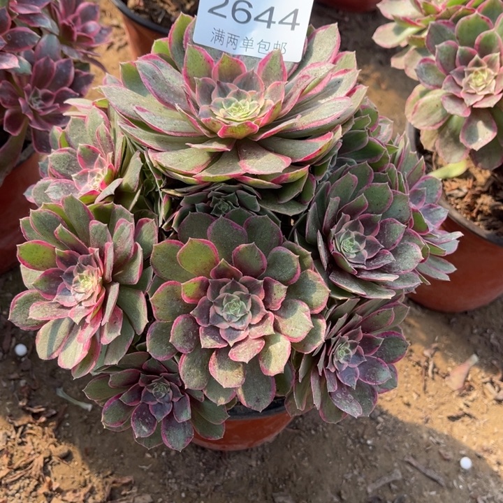 2644粉花妖的人多肉的