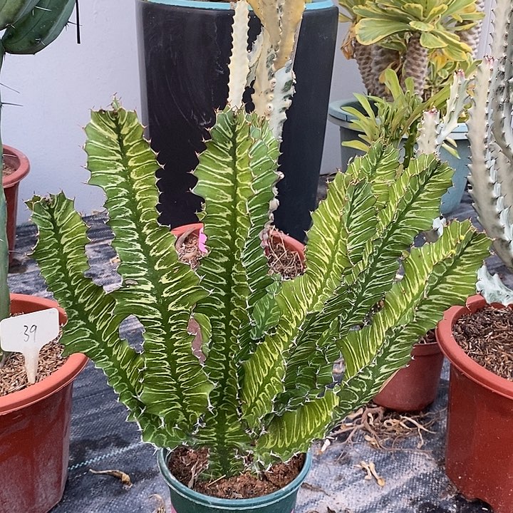 日出一物一拍一颗