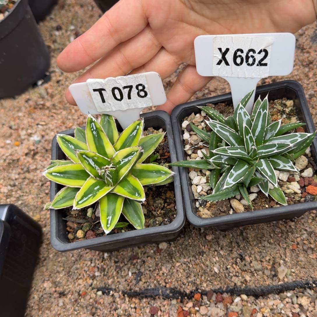 _***Y福利2颗辉山和姬屉之学