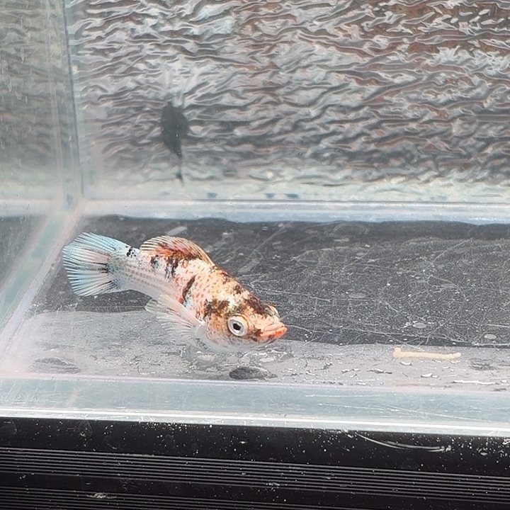 孔雀鱼玛丽鱼一条红头