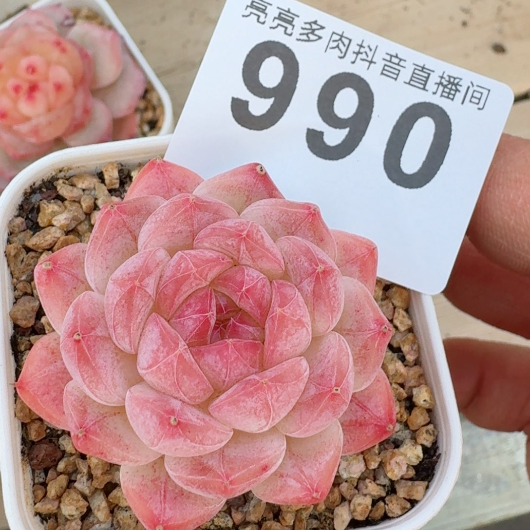 美心         精品多肉